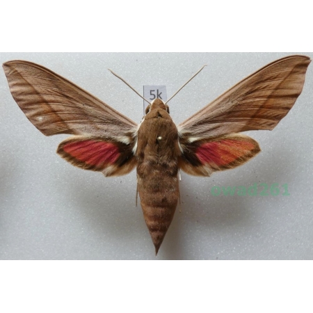 Theretra alecto (Linnaeus, 1758) ex. ovo Greece, Rhodes5k